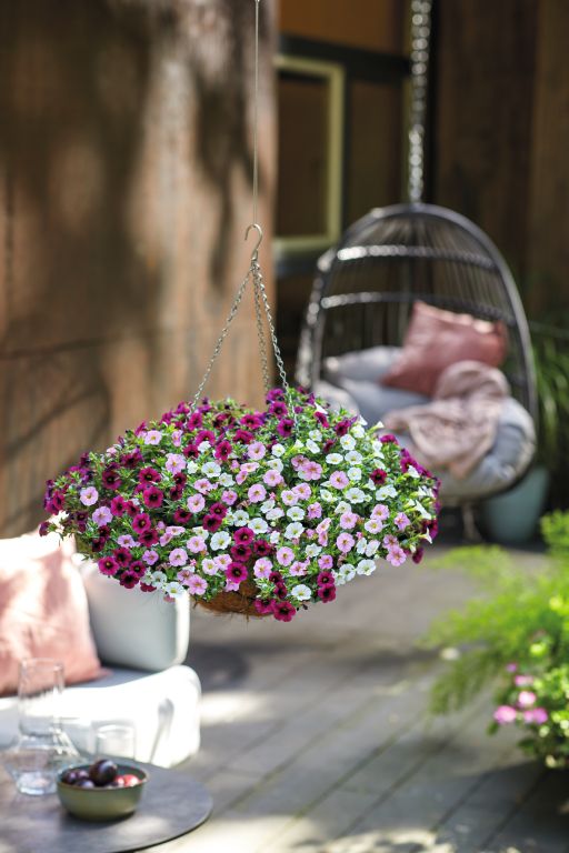 Confetti Garden™® Hawaiian Pink Fusion 2023
