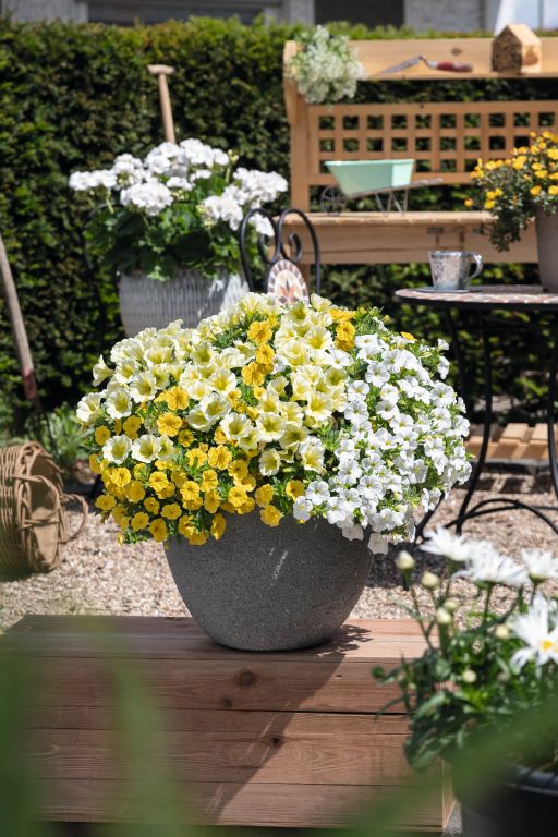 Confetti Garden® Speedy Yellow