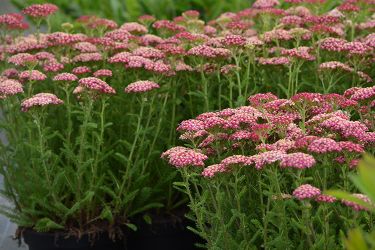 achillea-duizendblad