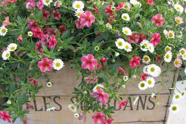 bakje-erigeron