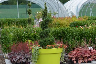 buxus-in-pot