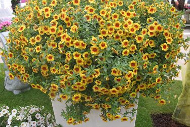 calibrachoa-in-bloempot