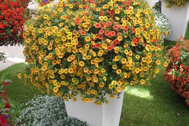 calibrachoa-oranje-geel