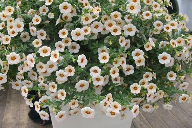 calibrachoa-zomerbloeier