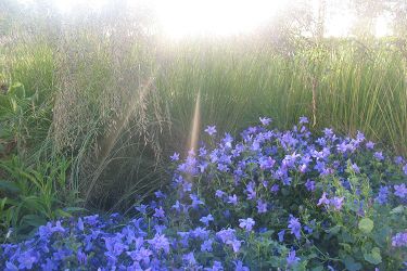 campanula