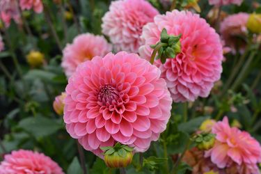 dahlia-grote-potten