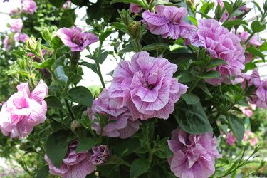 dubbele-roze-hangpetunia