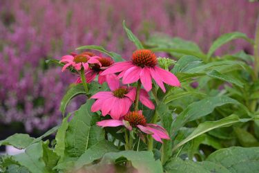 echinacea-najaar