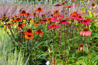 echinacea