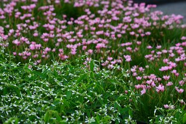 euphorbia-sterretjesgras