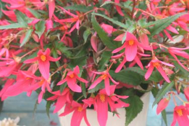 hangbegonia