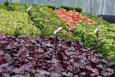 heuchera-serre