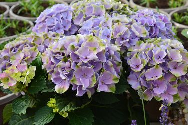 hortensia-voor-binnen