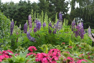 lupinus-blauw