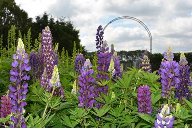 lupinus-kwekerij