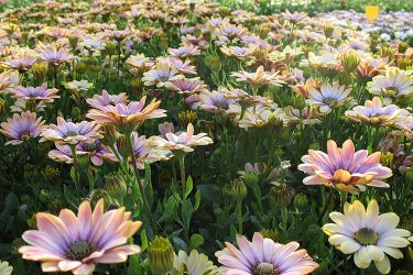 osteospermum