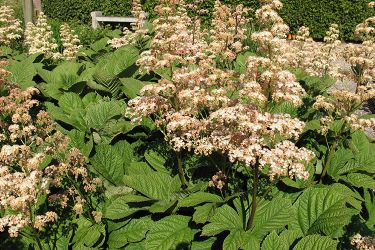 rodgersia