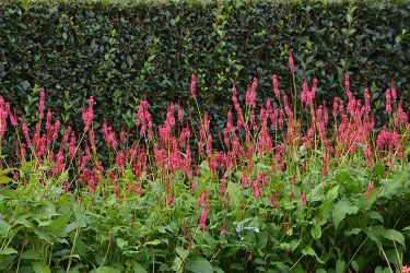 vaste-planten-buiten