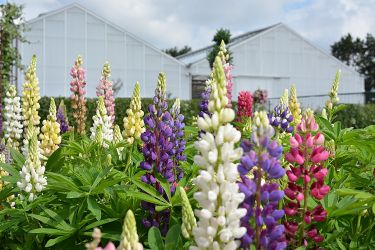 vasteplanten-lupine