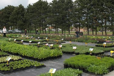 veld-vaste-planten