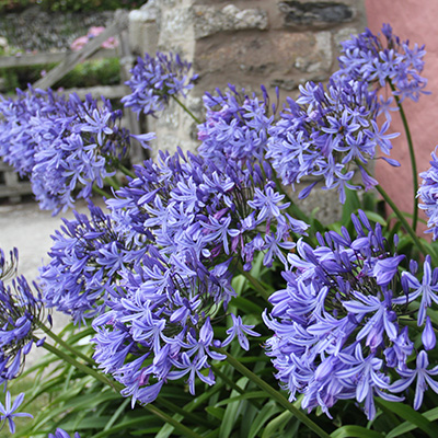 Afrikaanse-lelie-(Agapanthus-Pitchoune-Blue-EU41957)