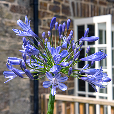 Afrikaanse-lelie-(Agapanthus-hybride-Tornado)