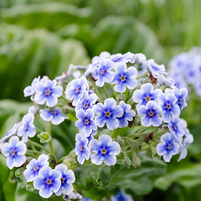 Chatham-Islands-vergeet-me-nietje-(Myosotidium-hortensia)