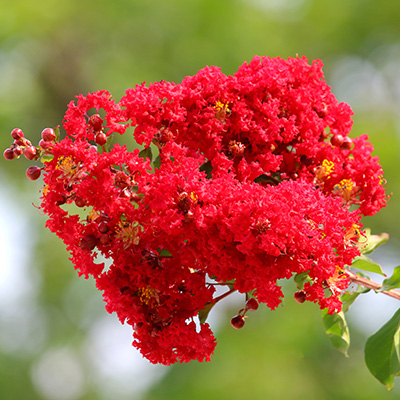 Indische-sering-(Lagerstroemia-Indica-Red-Filli)