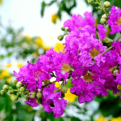 Indische-sering-(Lagerstroemia-Indica-Violet-Filli)