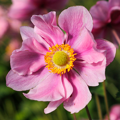 Japanse-anemone-(Anemone-hupehensis-Serenade)