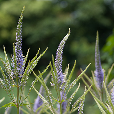 Virginische-ereprijs-(Veronicastrum-virginicum-Cupid)