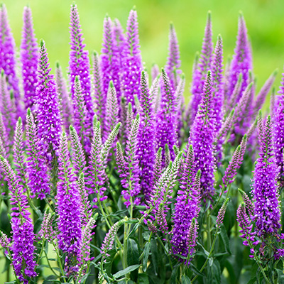 aarereprijs-(Veronica-spicata-Bubblegum)