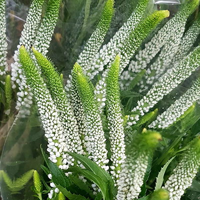 aarereprijs-(Veronica-spicata-Snow)