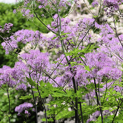 akeleiruit-(Thalictrum-aquilegifolium-The-Cloud)