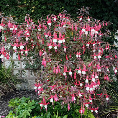 bellenplant-winterhard-(Fuchsia-Lady-Thumb)