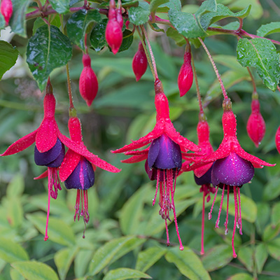 bellenplant-winterhard-(Fuchsia-Tom-Thumb)