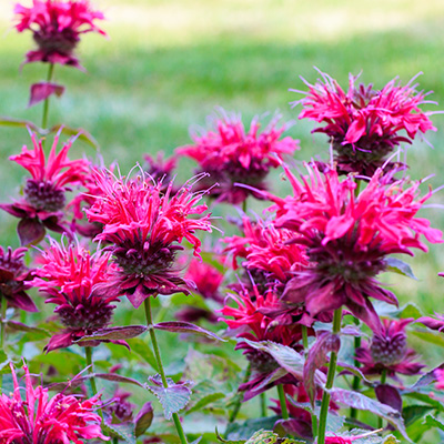 bergamotplant-(Monarda-Cranberry-Lace-PBR-EU29080)