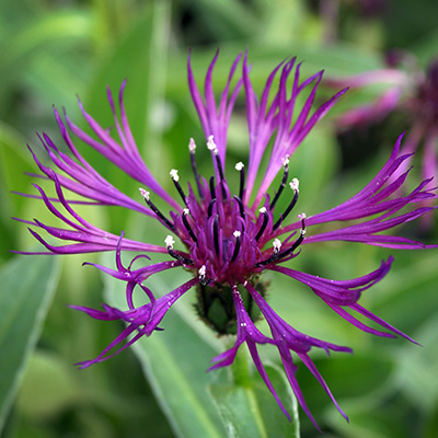 bergcentaurie-(Centaurea-Amethyst-Dream-EU21948PP20781)