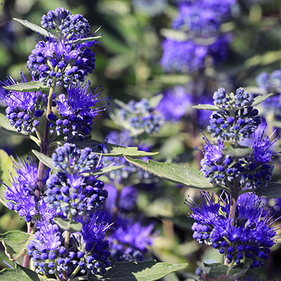 blauwe-spirea-(Caryopteris-Camara-dark-blue)