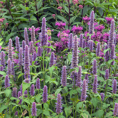 dropplant-(Agastache-hybrida-Apadana-Blue)