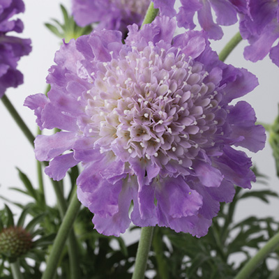 duifkruid-(Scabiosa-columbaria-Butterfly-Blue)