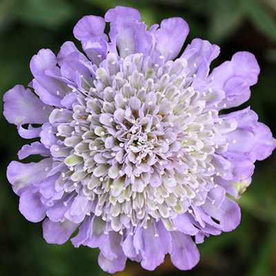 duifkruid-(Scabiosa-columbaria-Flutter-Deep-Blue-PBR-EU46488)