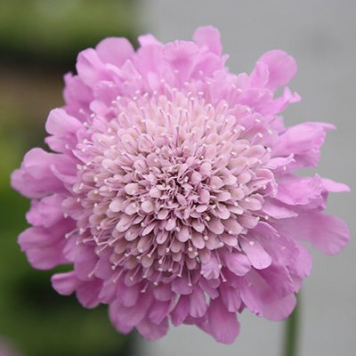 duifkruid-(Scabiosa-columbaria-FlutterTM-Rose-Pink-PBR-EU46544)