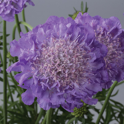 duifkruid-(Scabiosa-columbaria-Mariposa-Blue)