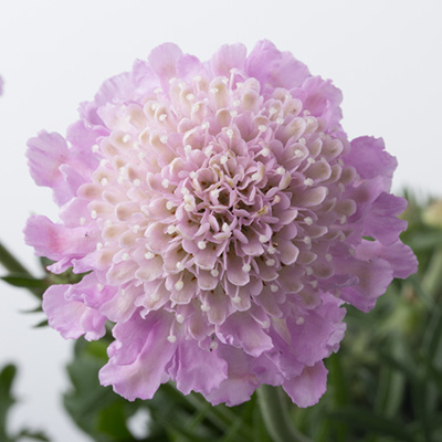 duifkruid-(Scabiosa-columbaria-Pink-Mist)