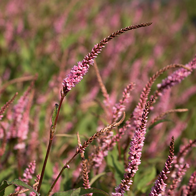 duizendknoop-(Persicaria-Pink-Elephant-TM)