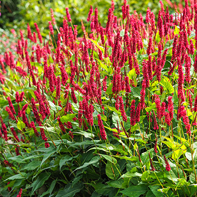 duizendknoop-(Persicaria-amplexicaulis-Fat-Domino)