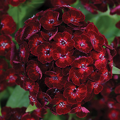 duizenschoon-(Dianthus-x-barbatus-Dash-F1-Crimson)