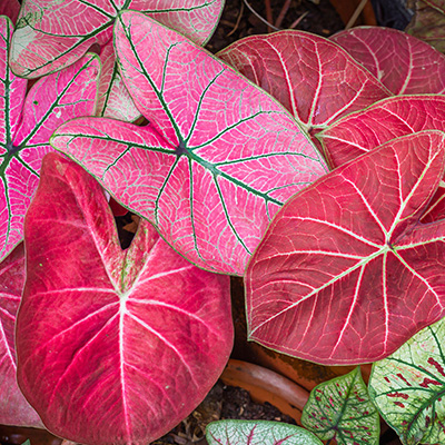 engelenvleugels-(Caladium-Bright-Pink)