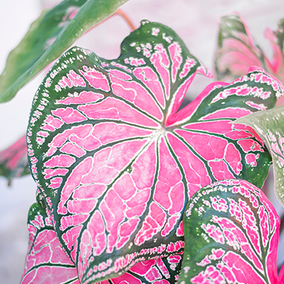 engelenvleugels-(Caladium-Pink-Green)